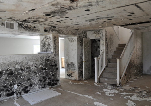 Mold Remediation service